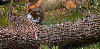 Best Lawn Pest Prevention  in Charleroi, PA