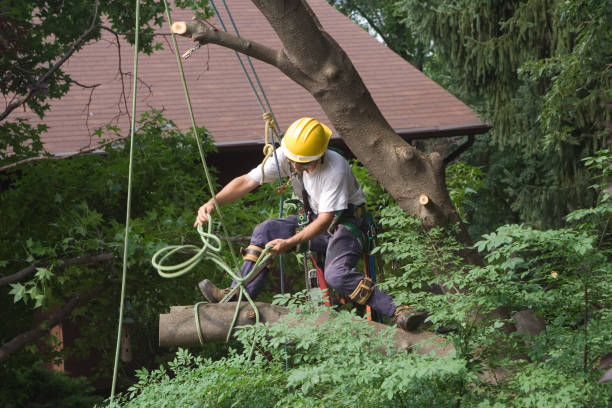 Best Root Management and Removal  in Charleroi, PA