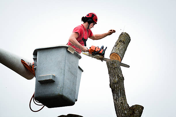 Charleroi, PA Tree Care Company