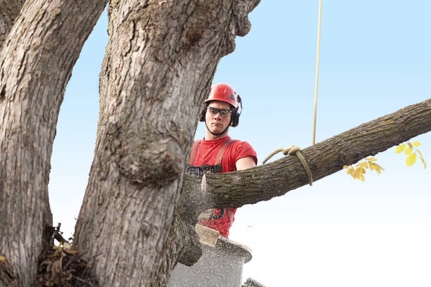 How Our Tree Care Process Works  in  Charleroi, PA
